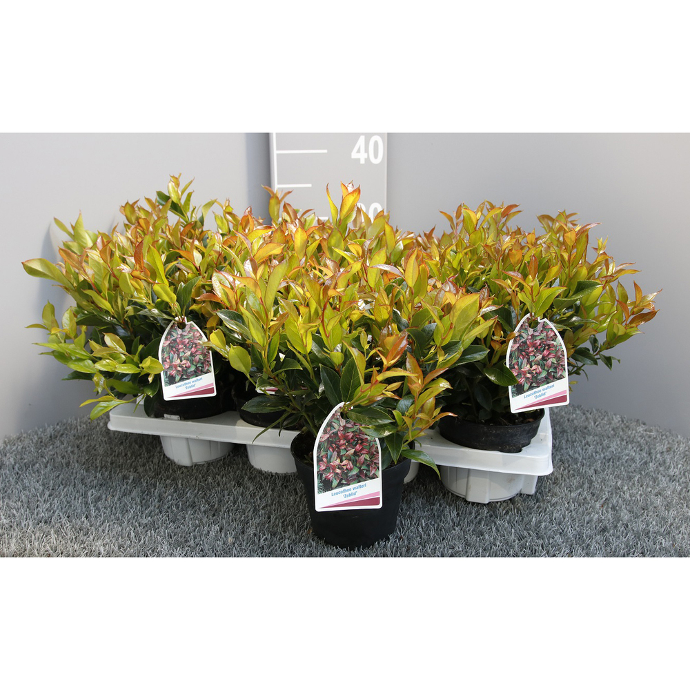 Leucothoe axillaris zeblid