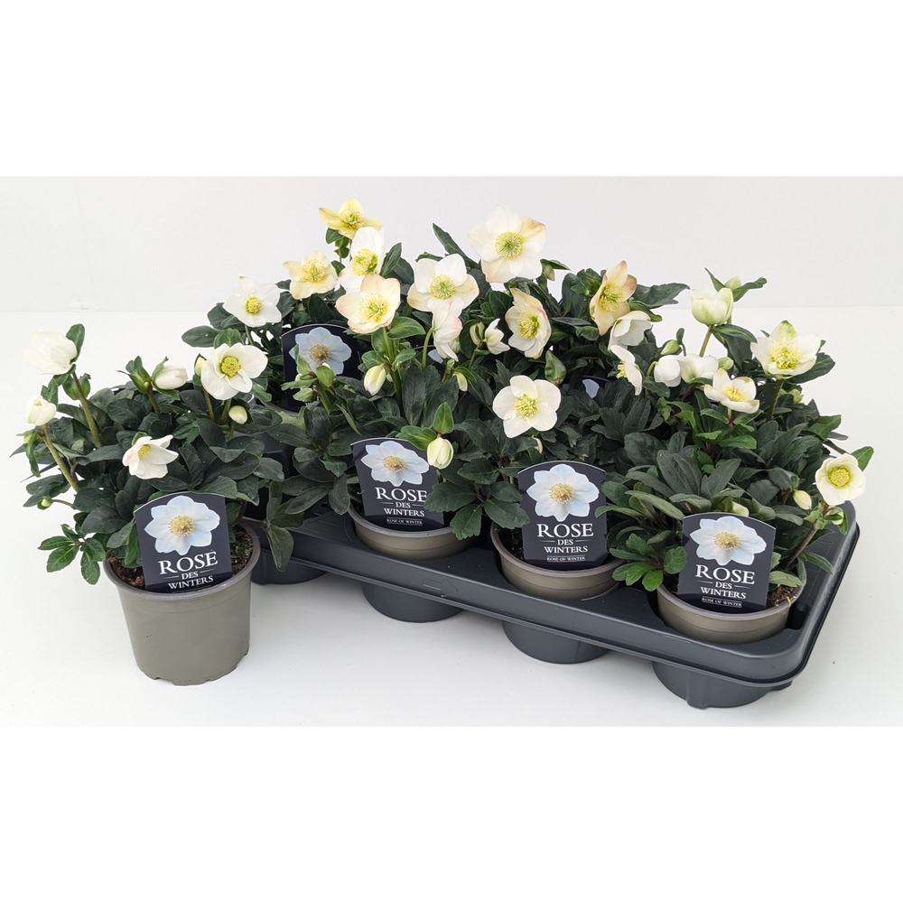 Helleborus niger christmas carol