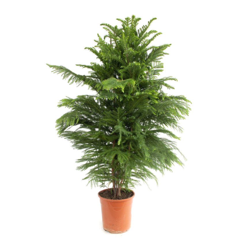 Araucaria heterophylla