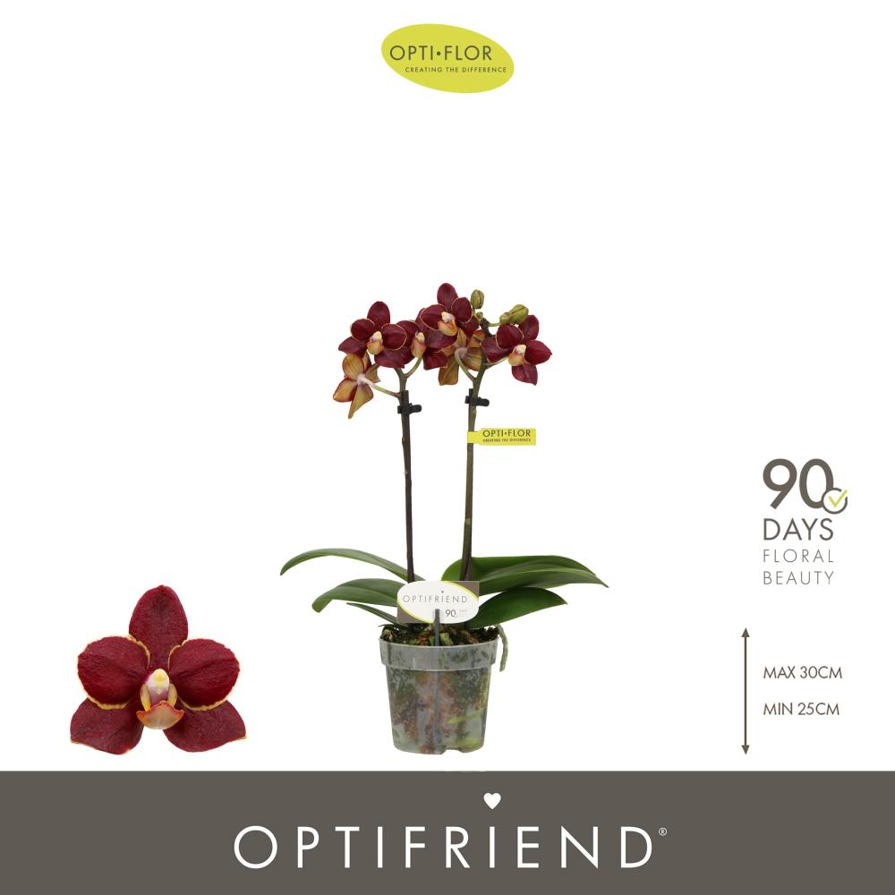 phalaenopsis