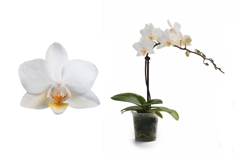 phalaenopsis