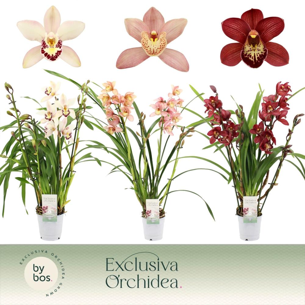 cymbidium
