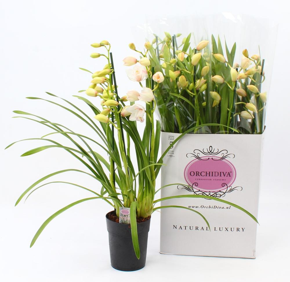 cymbidium