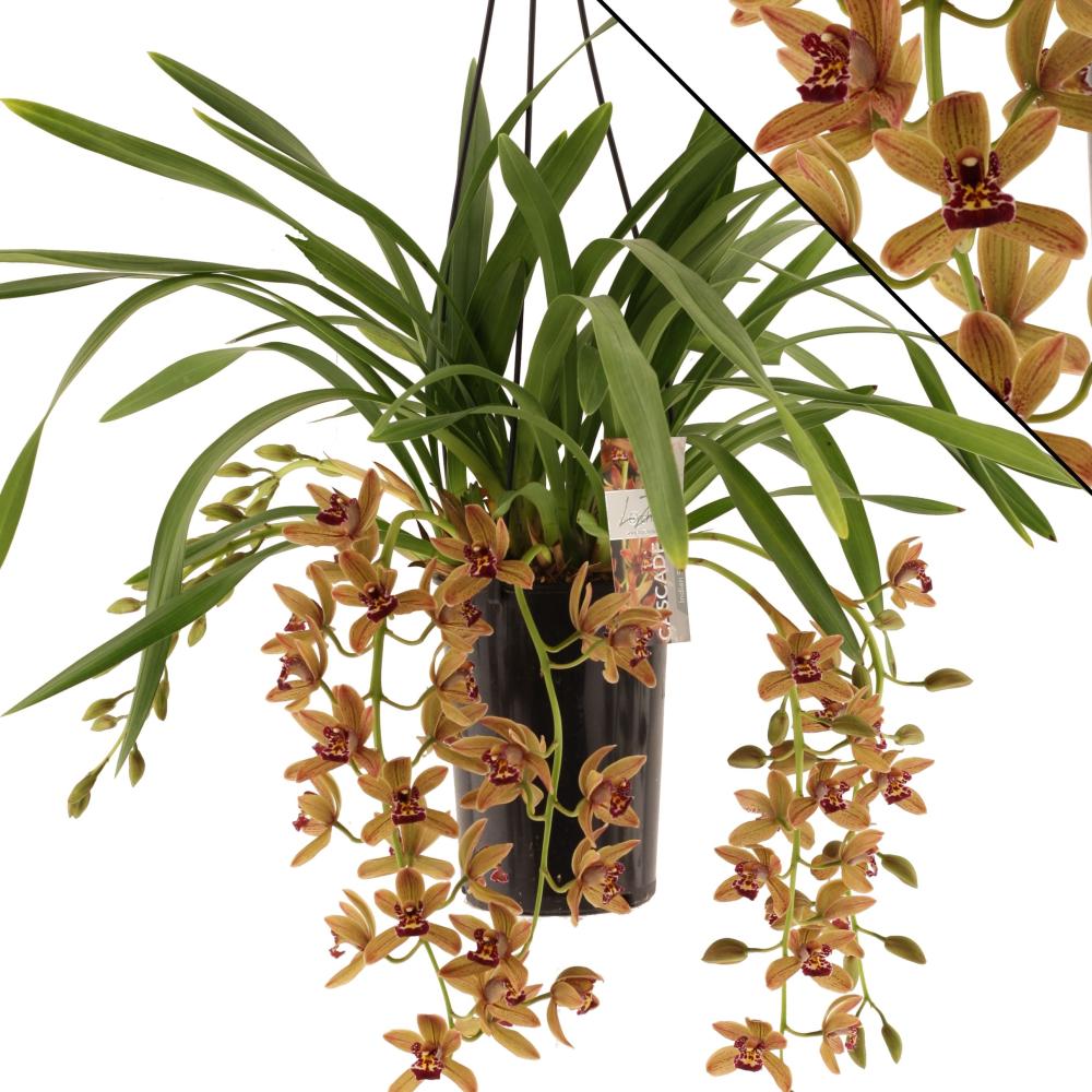 cymbidium