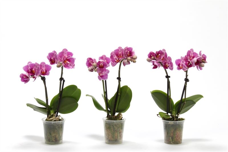 phalaenopsis