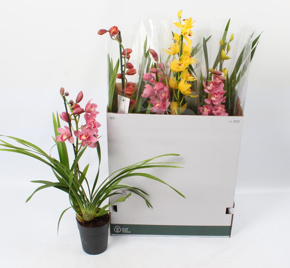 cymbidium