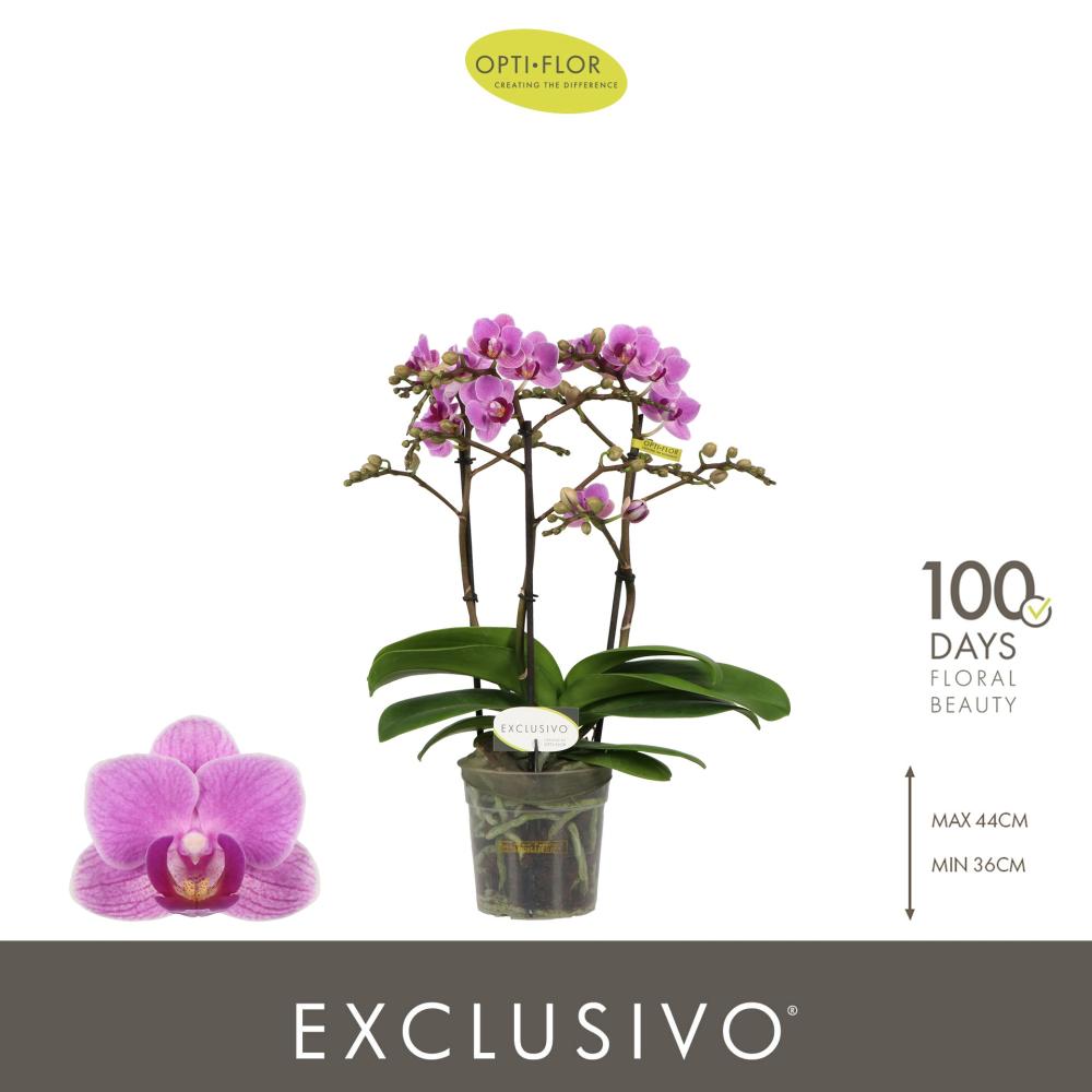 phalaenopsis