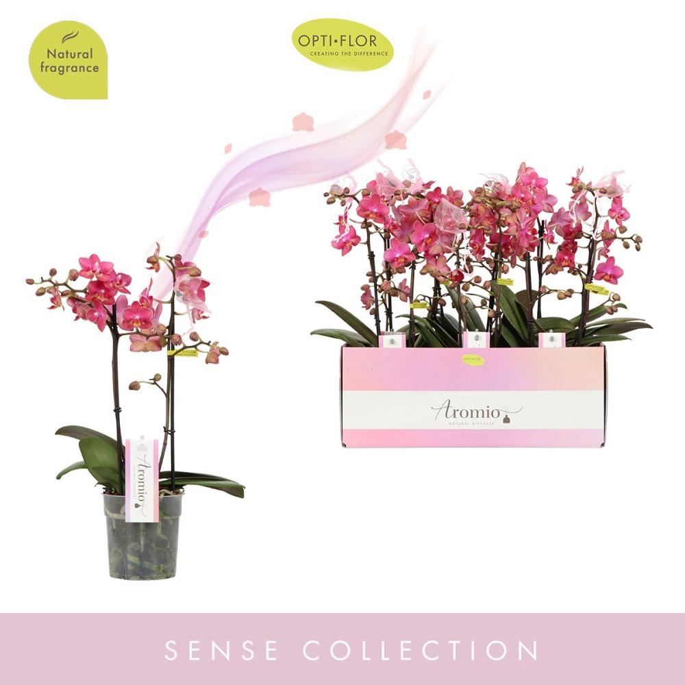 phalaenopsis