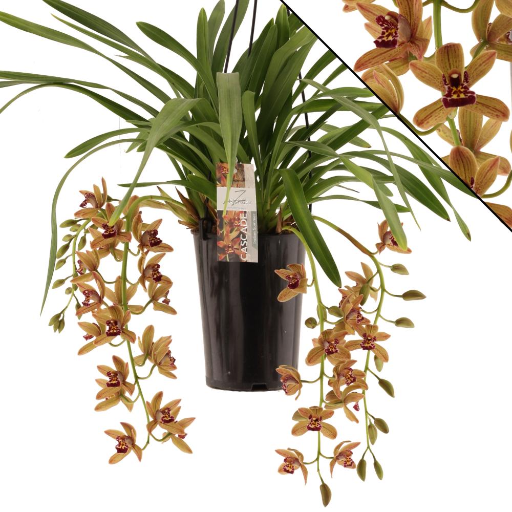 cymbidium