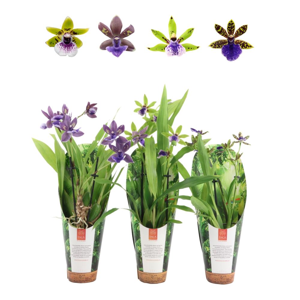 Zygopetalum