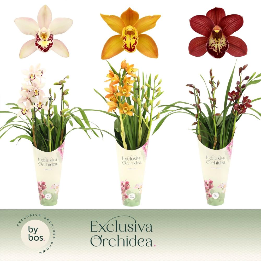 Cymbidium
