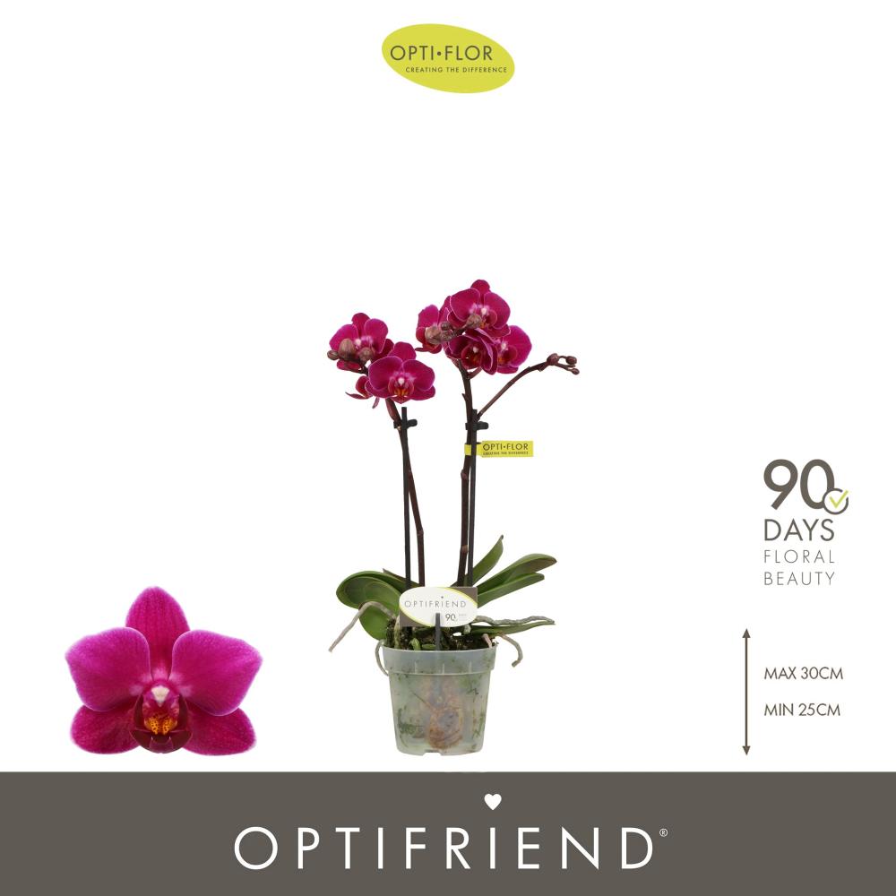 phalaenopsis
