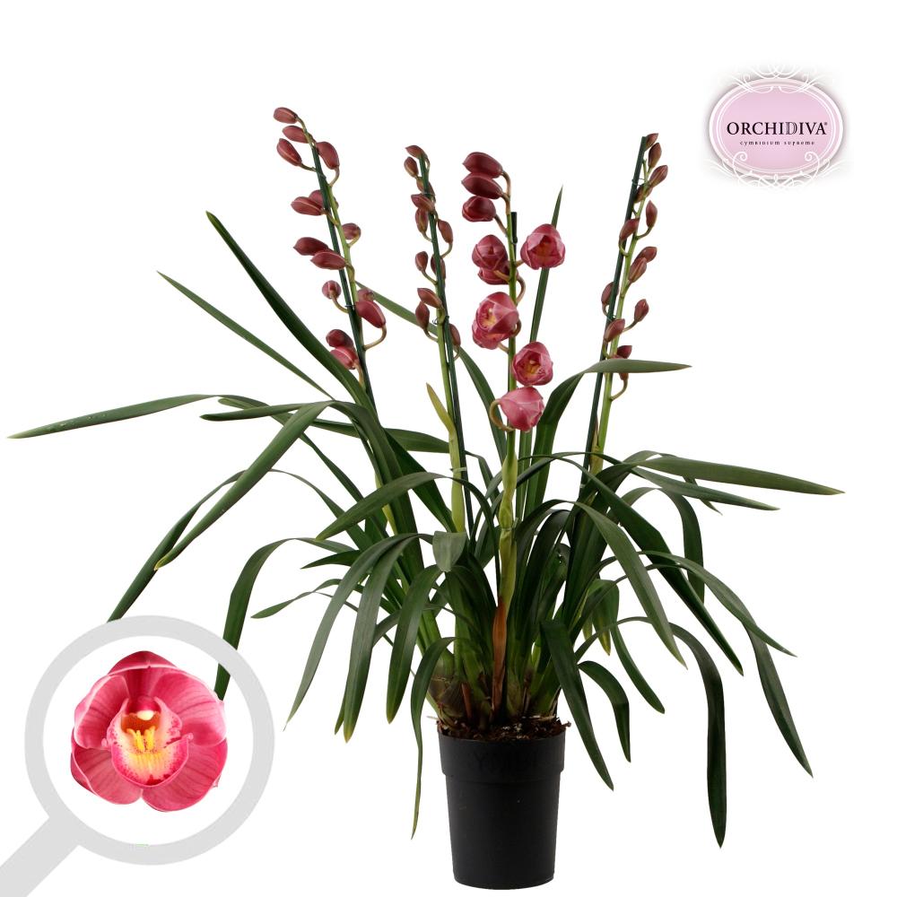 cymbidium