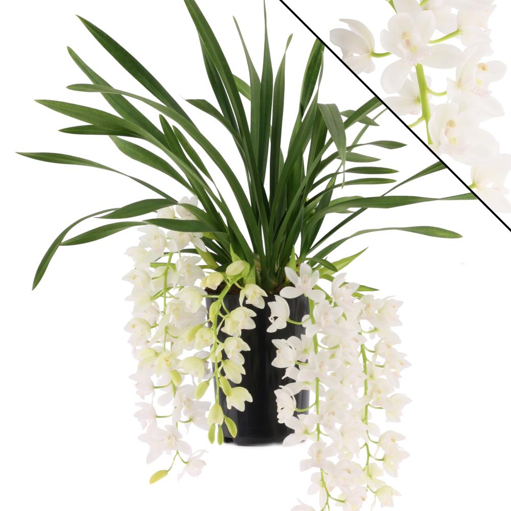 cymbidium