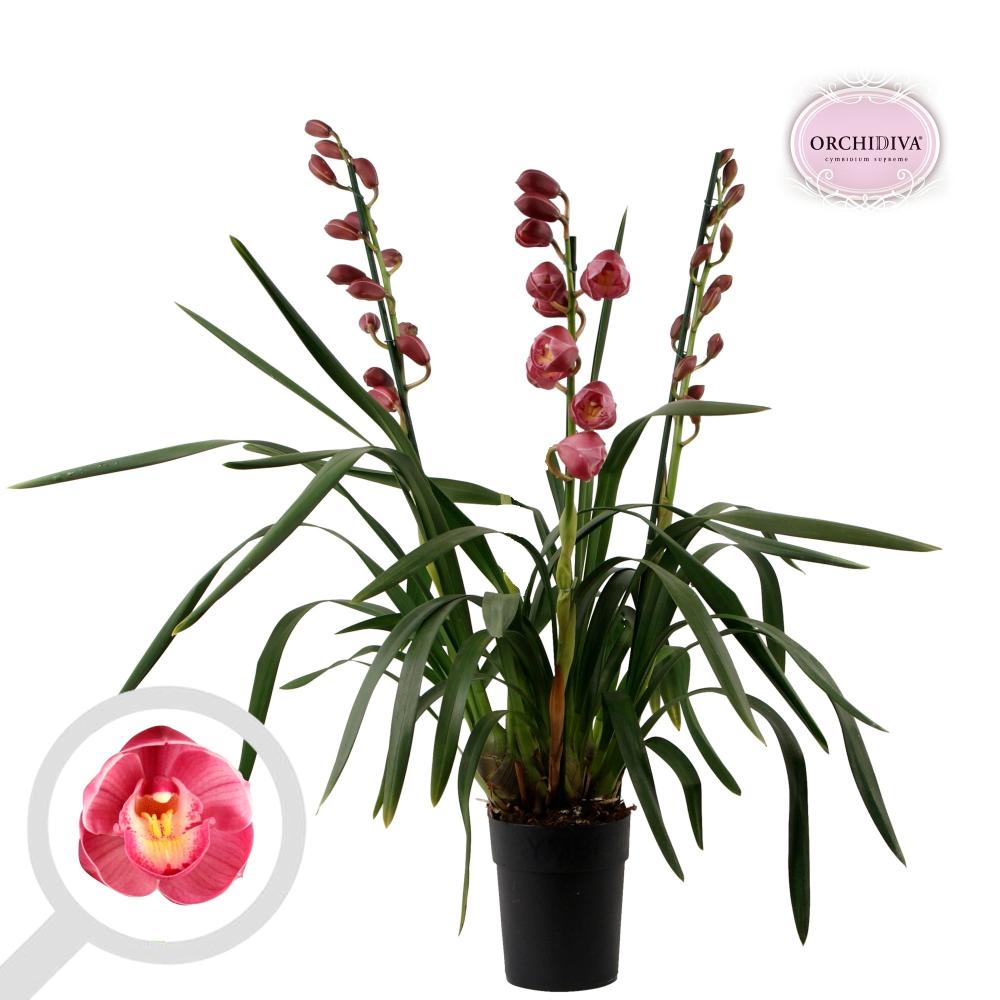 cymbidium