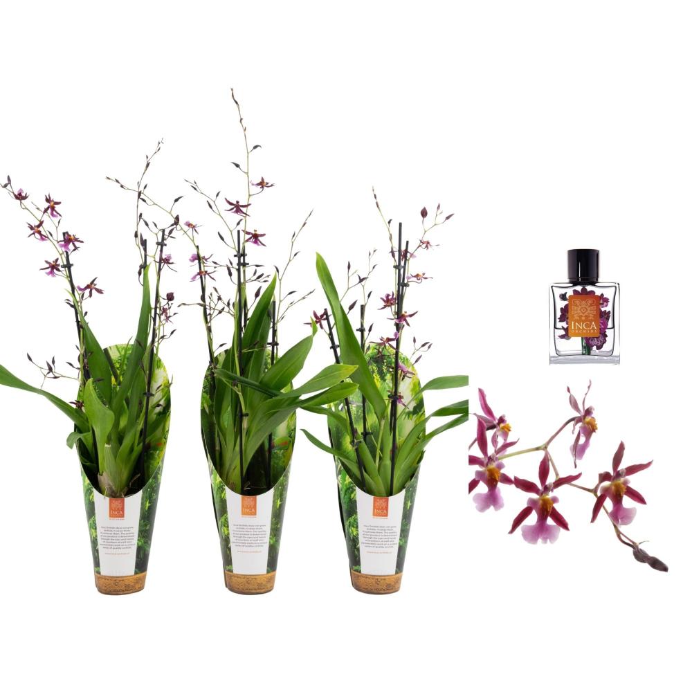 Oncidium