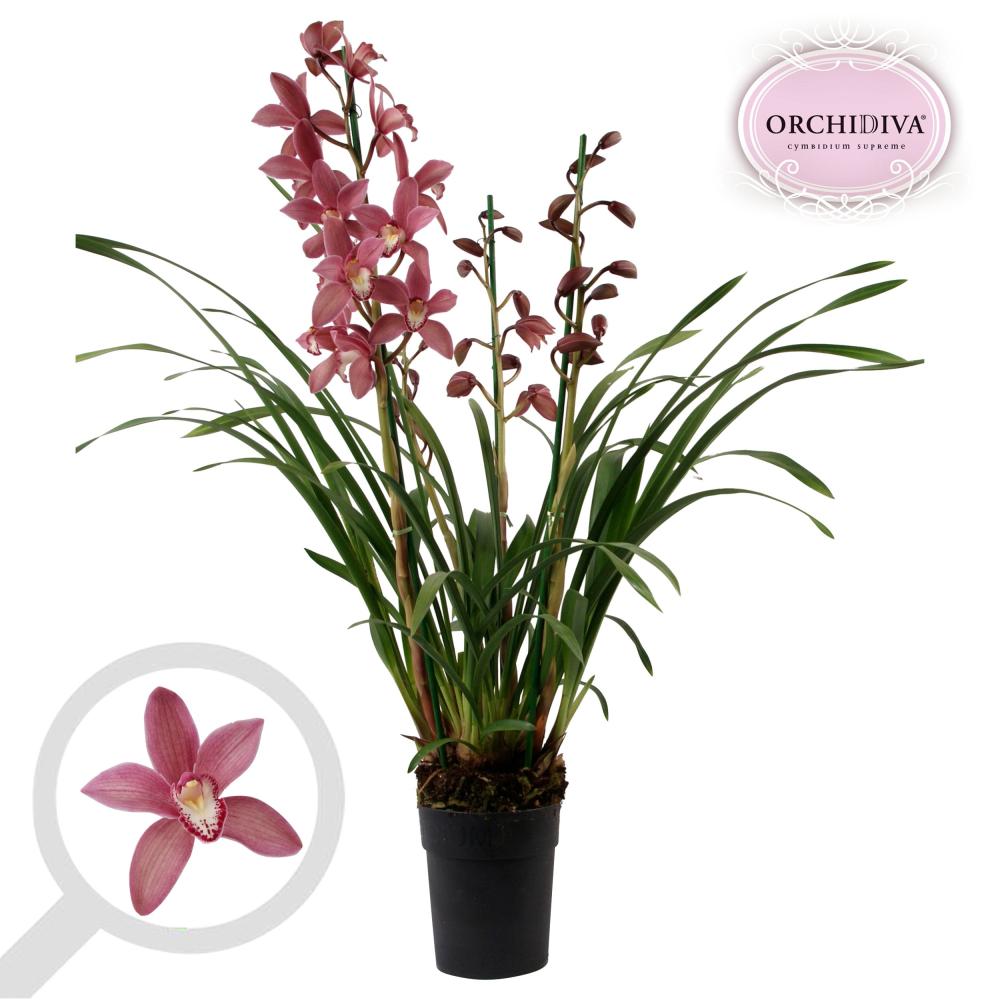 cymbidium