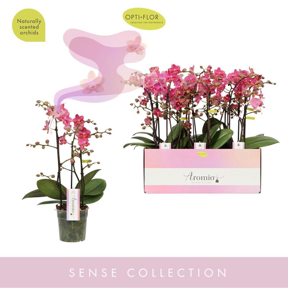 phalaenopsis