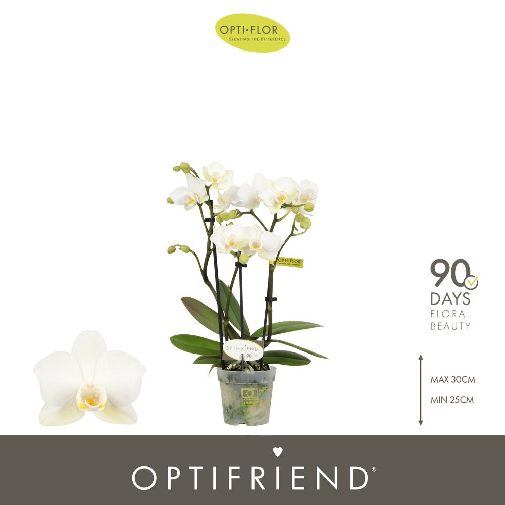 phalaenopsis