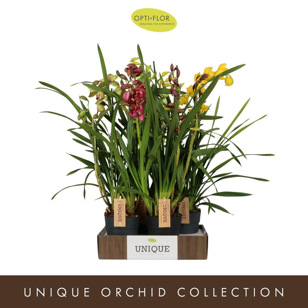 Cymbidium