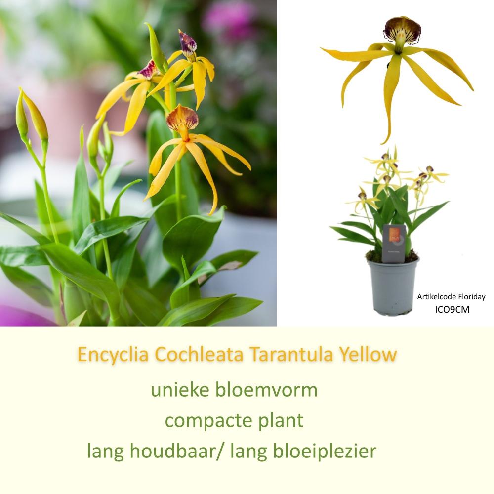 Encyclia