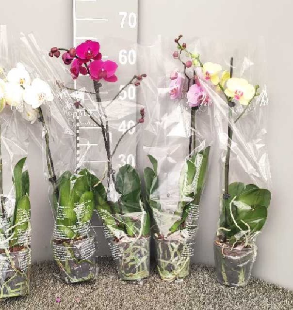 phalaenopsis