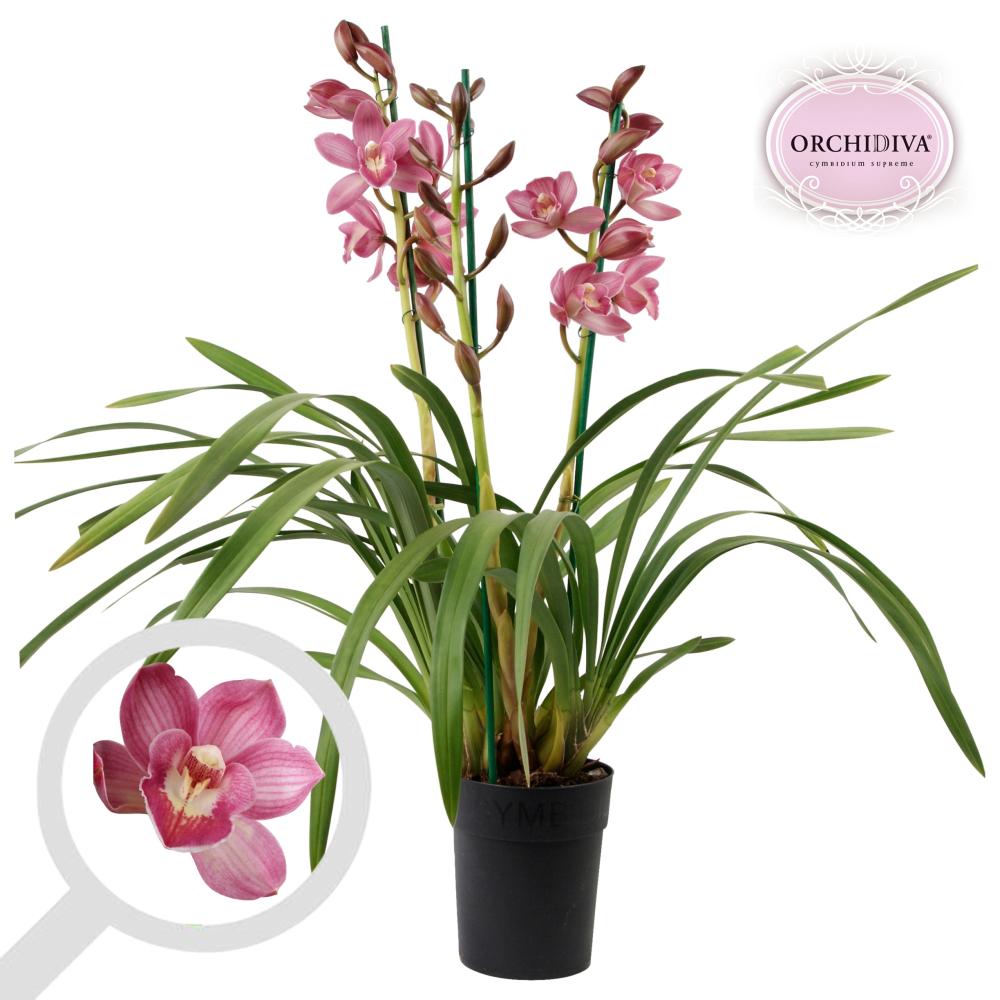 cymbidium