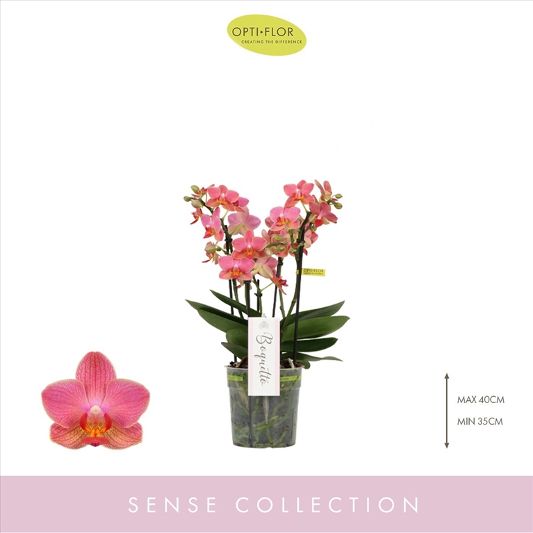phalaenopsis