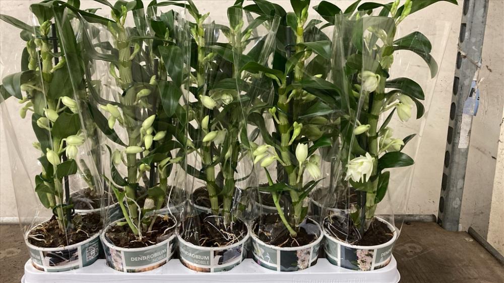 orchidées non valorisées