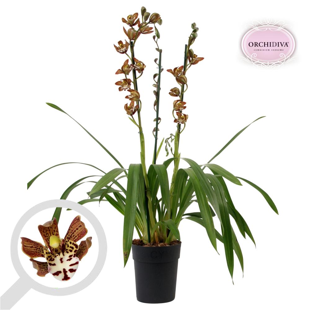 cymbidium