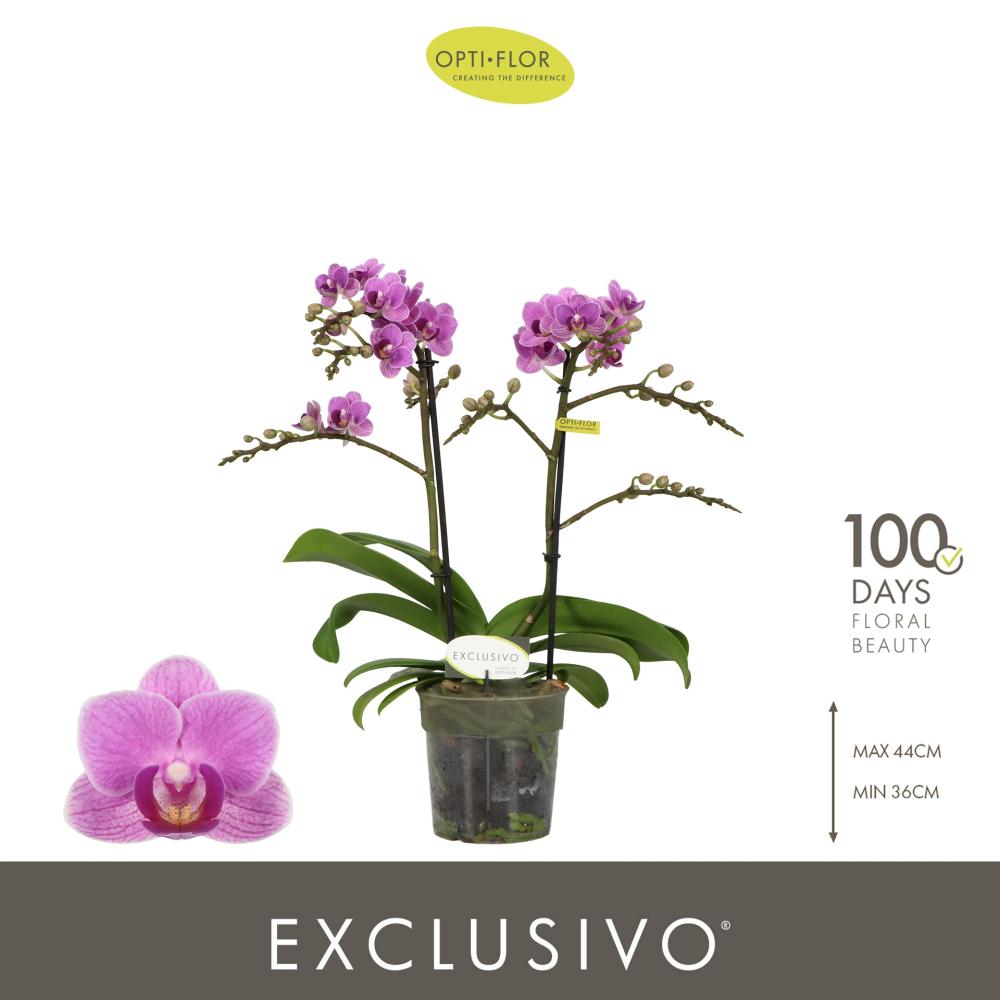 phalaenopsis
