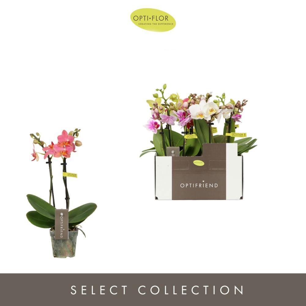 phalaenopsis