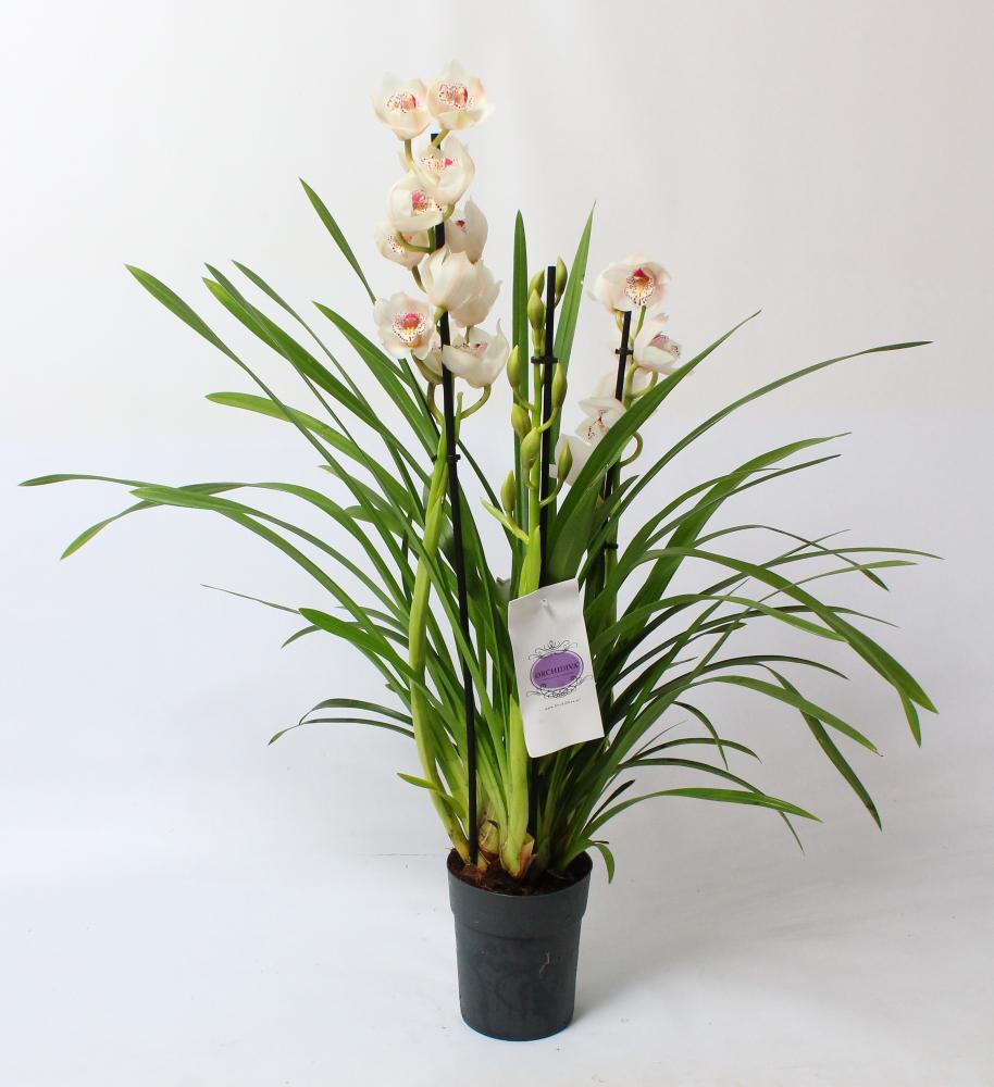 cymbidium