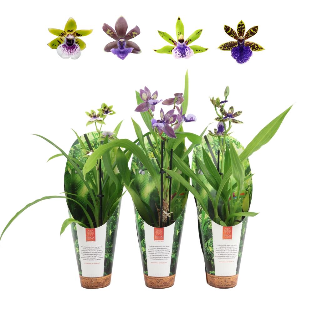 Zygopetalum