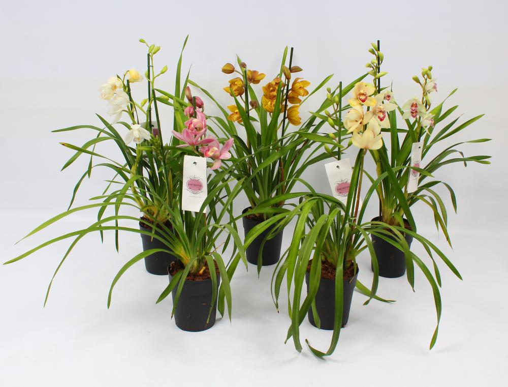 cymbidium