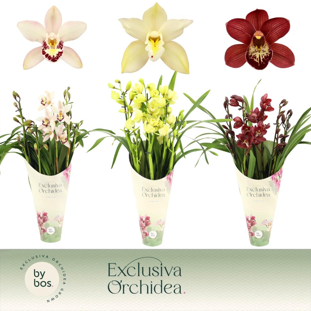 cymbidium