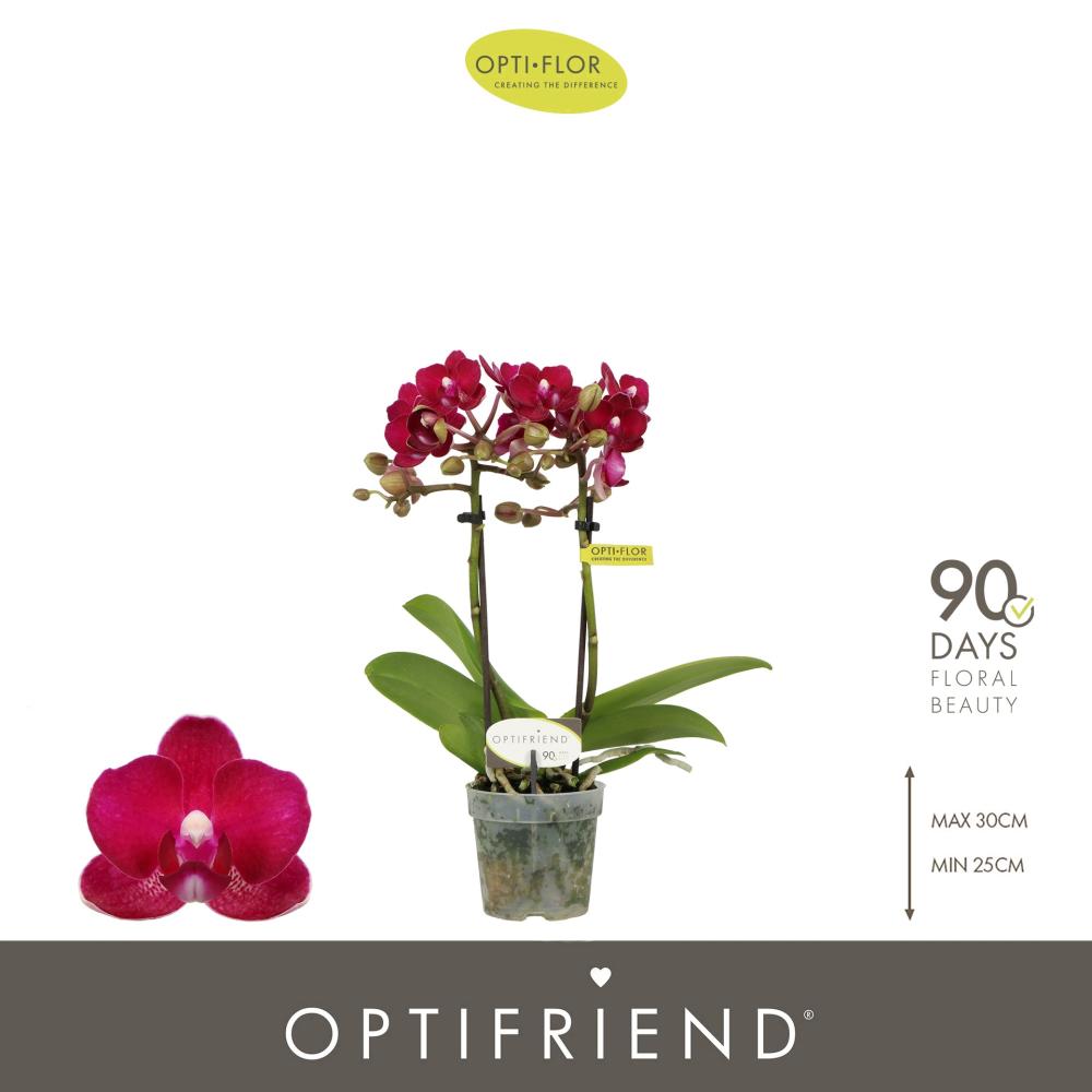 phalaenopsis