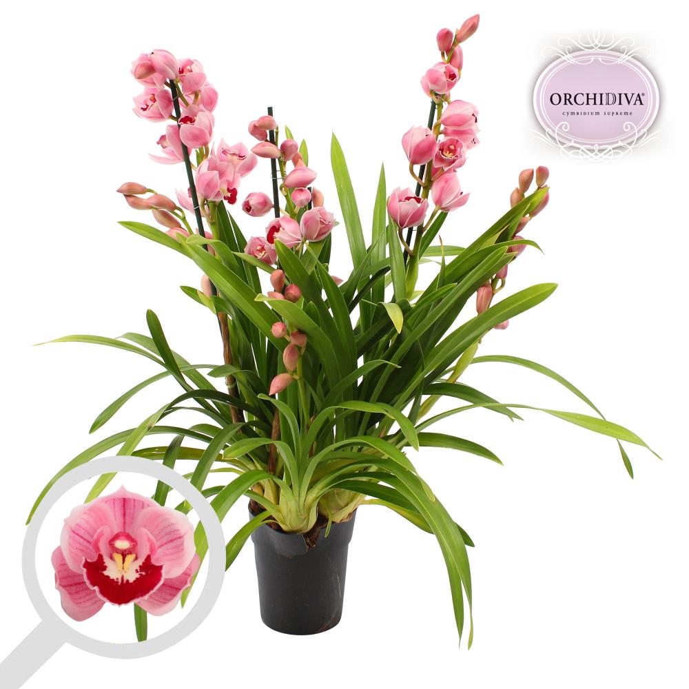 cymbidium