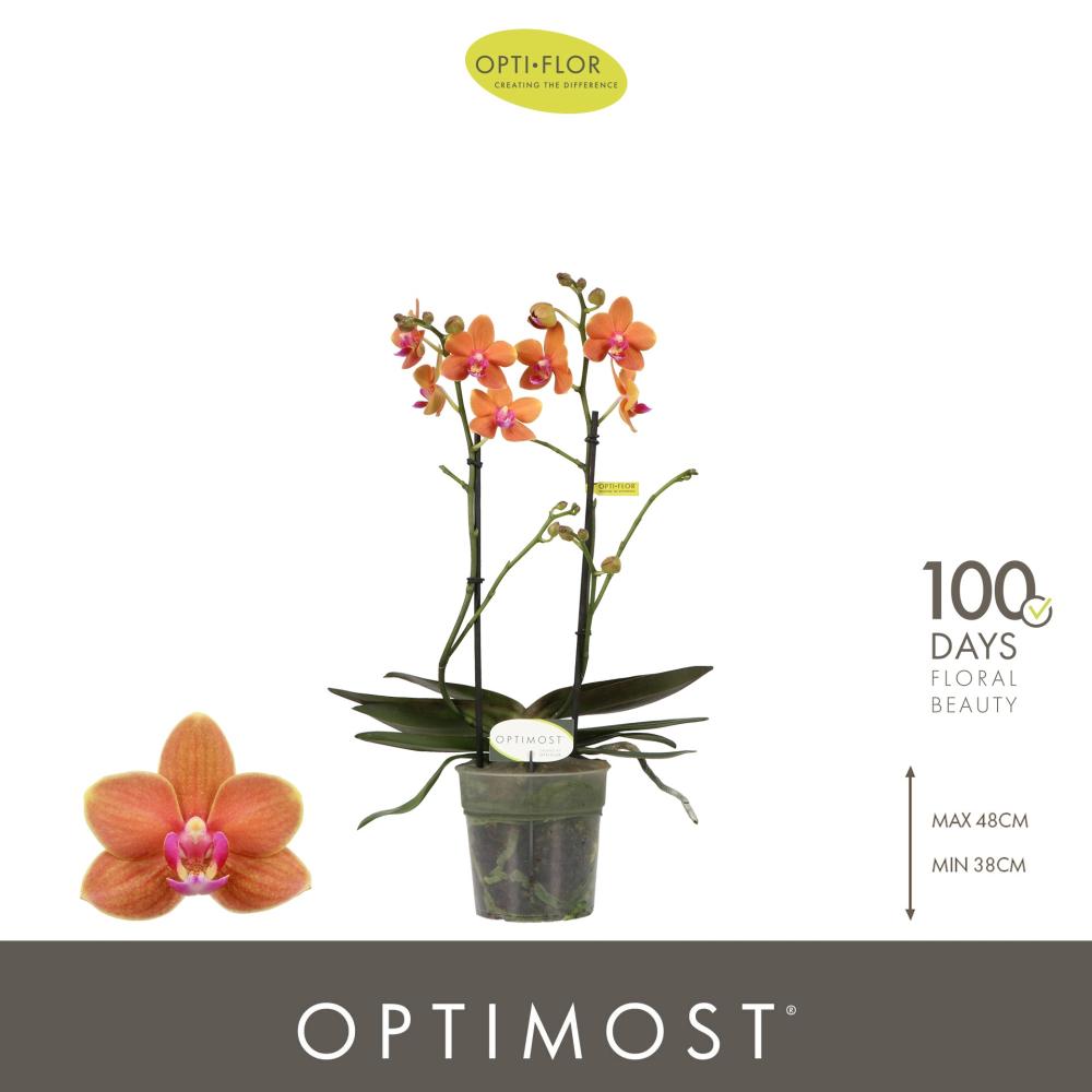 phalaenopsis