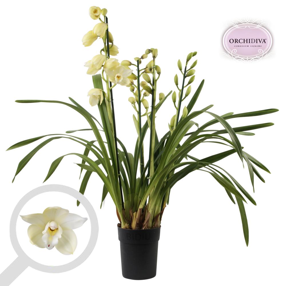 cymbidium