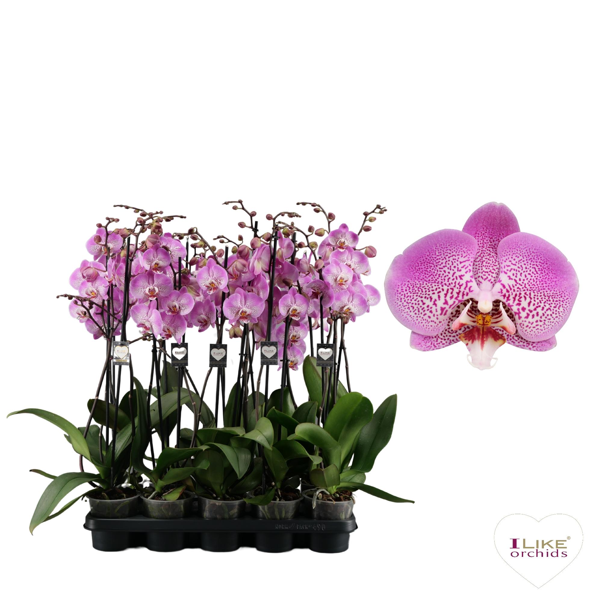 phalaenopsis