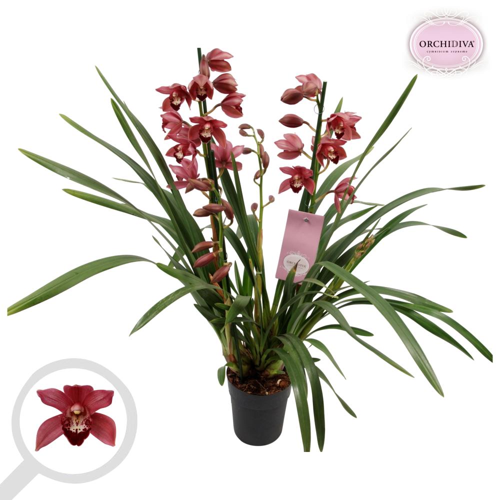 cymbidium