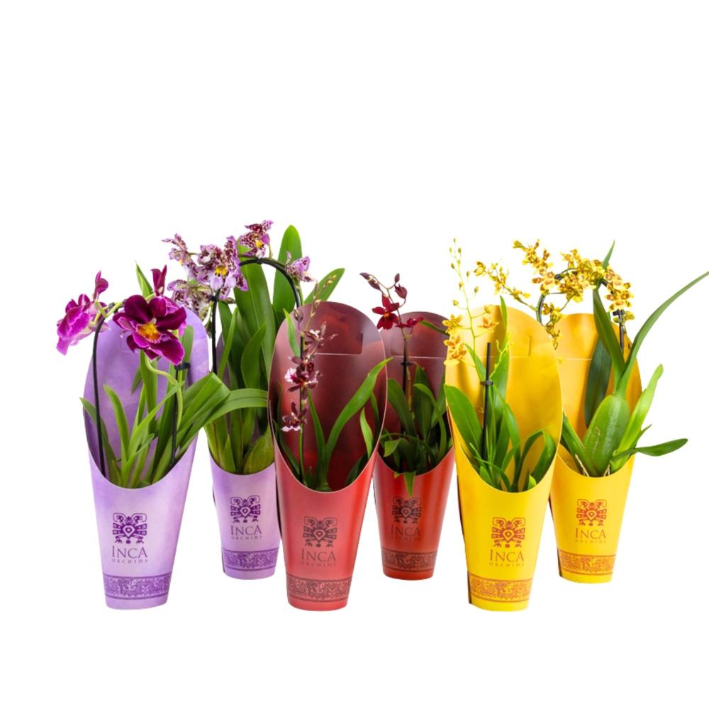 Orchidées mix