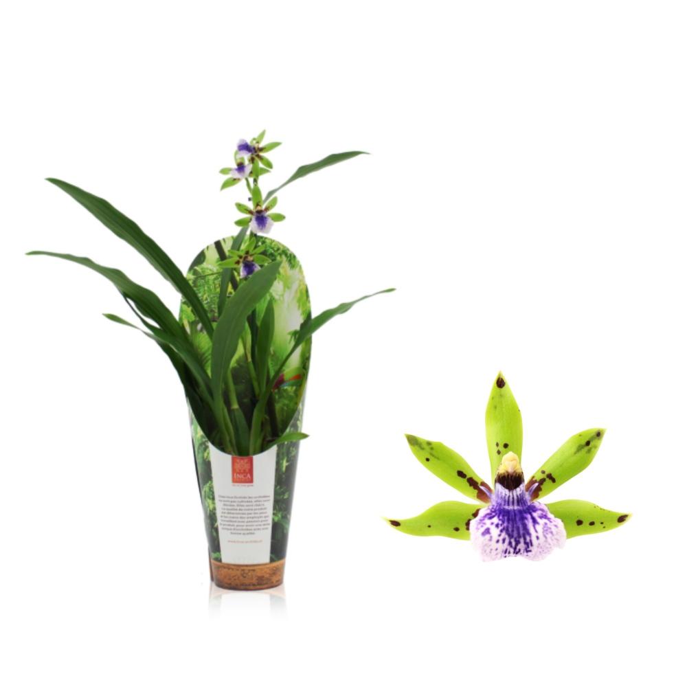 Zygopetalum
