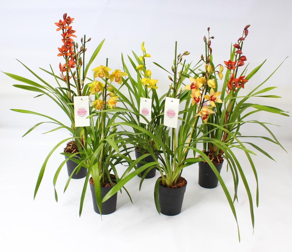 Cymbidium