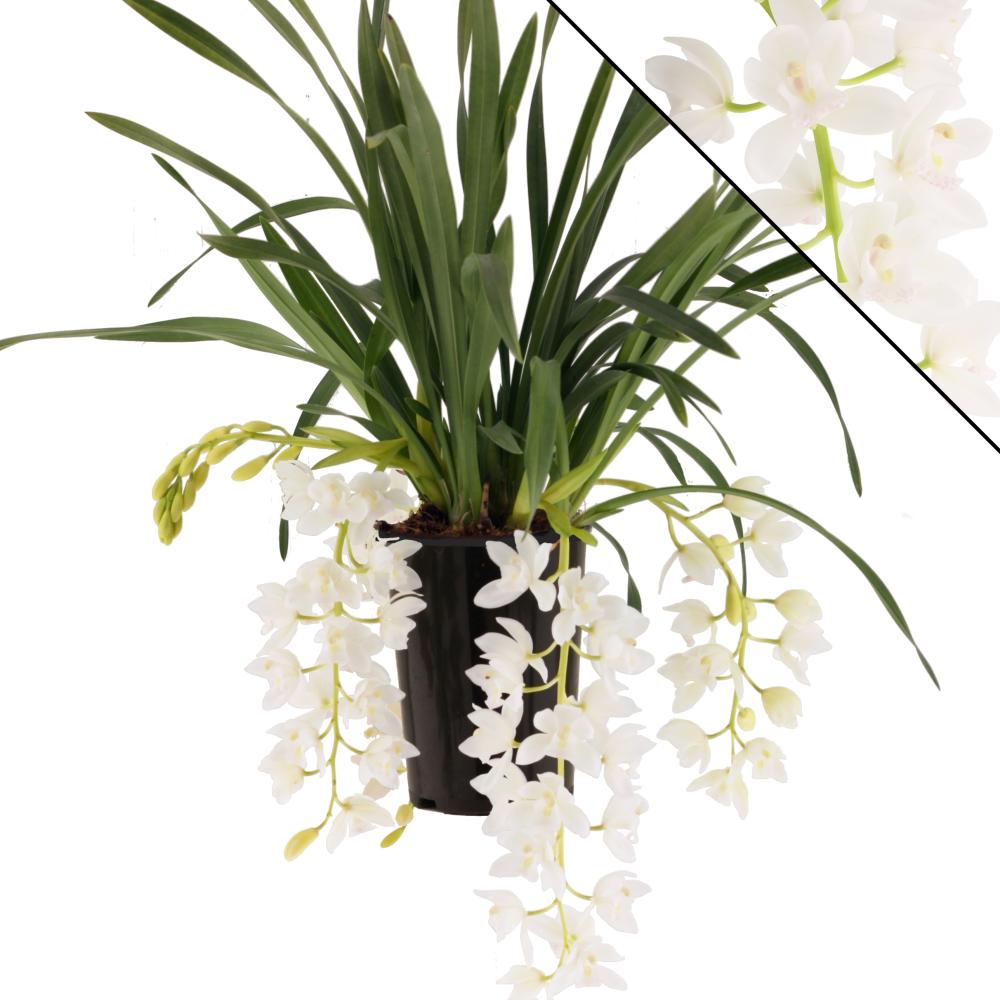 cymbidium