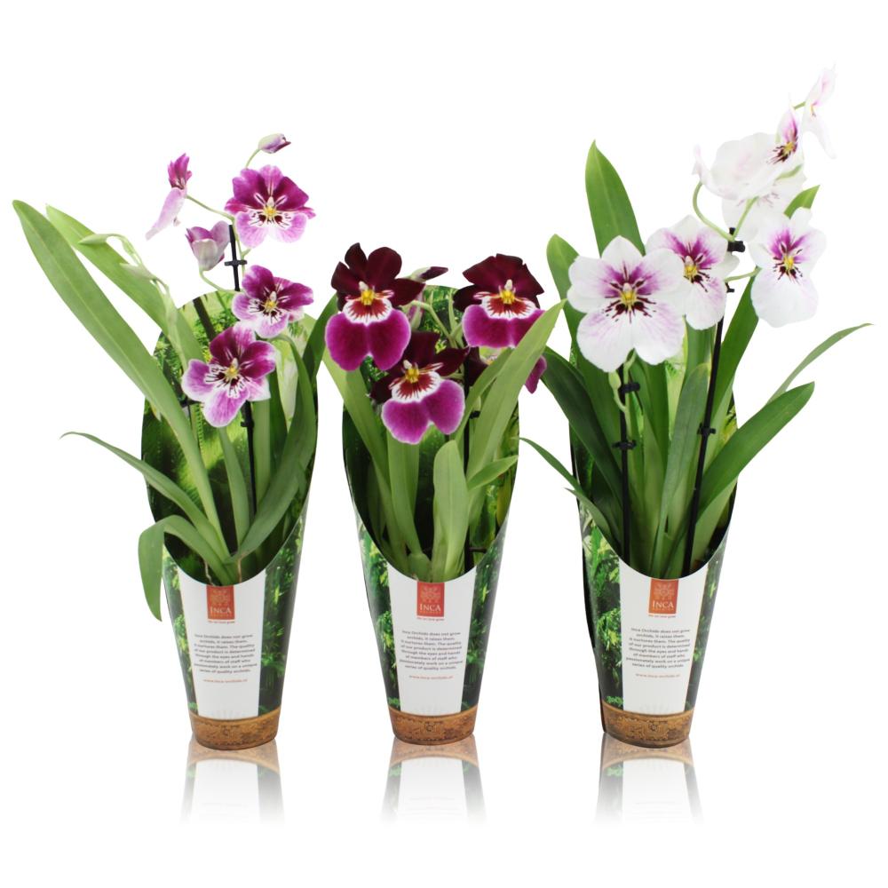 Miltoniopsis
