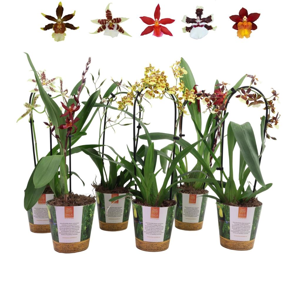 Orchidées mix