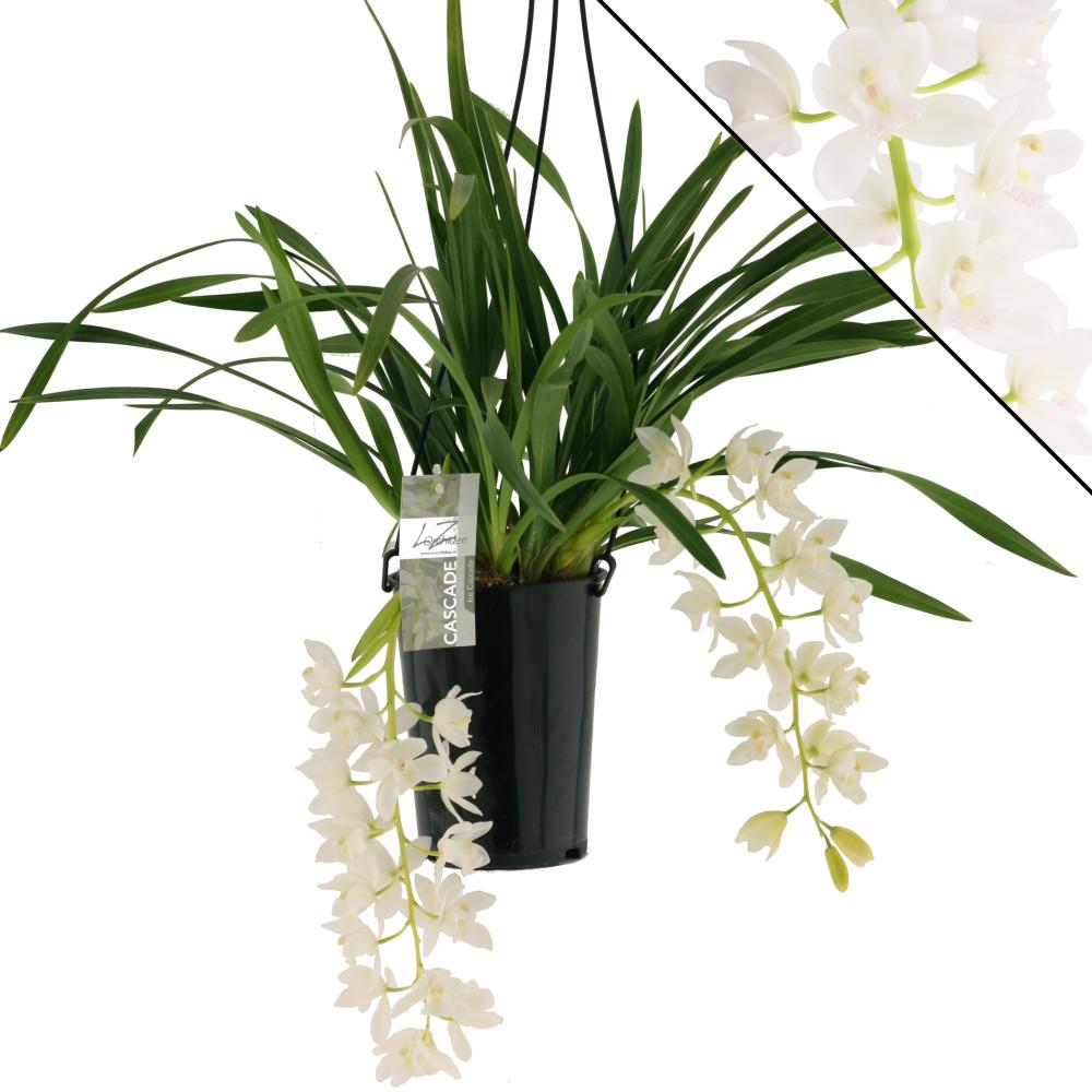 cymbidium