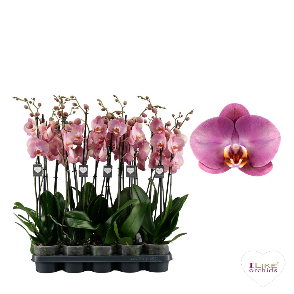 phalaenopsis